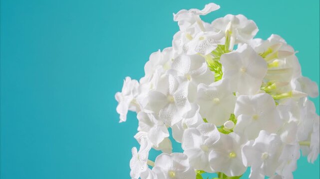 airy white phlox orb on turquoise background, gentle rotation and soft lighting for product display, ideal for wedding styling and interior decor