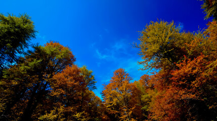 Fototapeta premium A serene autumn scene featuring a forest of trees with vibrant orange and yellow leaves set against a clear blue sky