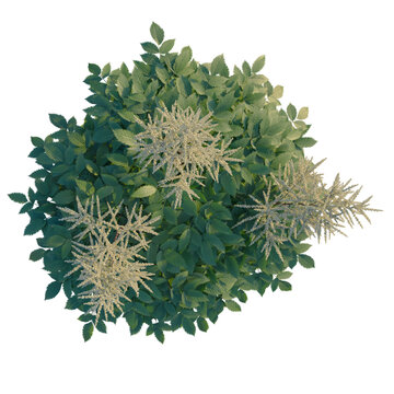 Aruncus sylvester tree plan, top view, cutout, transparent background, isolate, Detailed view of a Hydrangea paniculata bloom, showcasing delicate petals and intricate textures