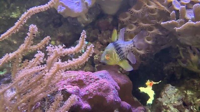 Sammara squirrelfish swims between corrals