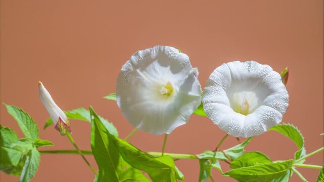 white bindweed bloom vine terracotta background. soft sunlight and delicate funnel petals, fresh green leaves and unopened buds, airy bokeh. gardener