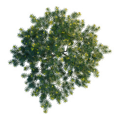 Naklejka premium Cascabela thevetia tree plan, top view, cutout, transparent background, isolate, Detailed close-up of a vibrant green pine tree branch with needles