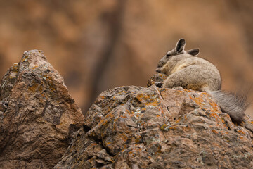 Profile of a viscacha resting on a rocky peak