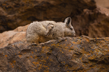 Viscacha scratching itself on a rock