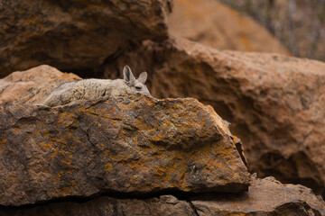Viscacha resting its head on a rock