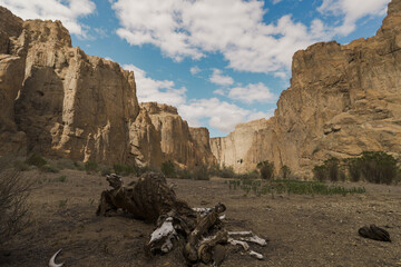 Remains of an animal in Ca&ntilde;ad&oacute;n de la Buitrera with high rock walls in the background. Piedra Parada Natural Reserve, Chubut, Argentina