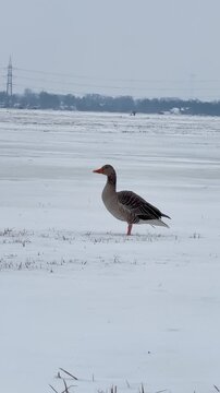 Graugans sch&uuml;ttelt im Schnee ihr Gefieder in winterlicher Landschaft, 