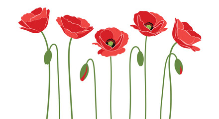 Obraz premium Group of bright red poppy flowers with green stems and buds in a row against a plain white background.