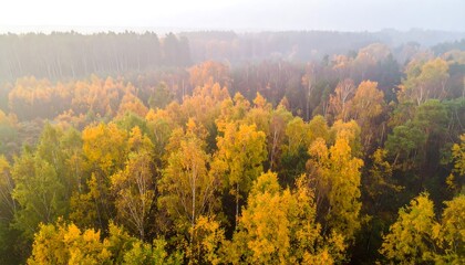 Obraz premium Aerial View of a Vibrant Autumn Forest Canopy with Golden Yellow Leaves.
