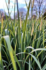 Lush green grass with tall blades and seed heads, illuminated by soft sunlight under a partly cloudy sky, creating a serene natural atmosphere.