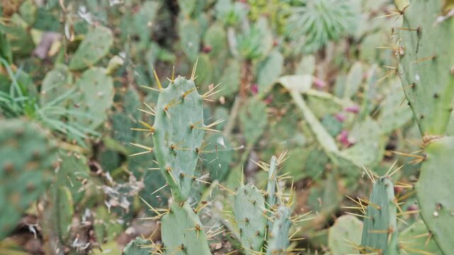 Opuntia Cactus Pads with Spines in Natural Desert Environment