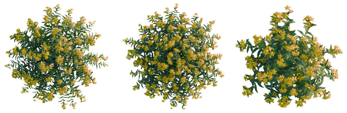 Hypericum monogynum tree plan, top view, cutout, transparent background, isolate, Detailed Macro Shot of Vibrant Yellow Flowers with Dew Drops on Petals