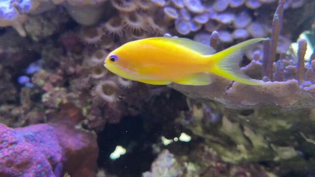 Lyretail anthias female in aquarium