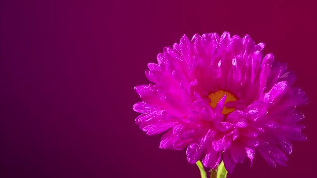 magenta aster bloom studio closeup dew droplets. cinematic bokeh and soft light highlight layered petals, vibrant magenta tones, yellow eye and green