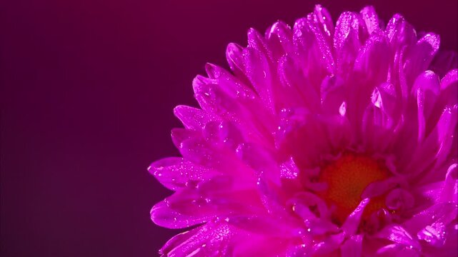 intense magenta aster macro dew droplets. ultra hd cinematic color with high contrast and glistening petals, tight focus on yellow center. perfumer