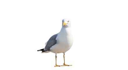 Obraz premium A solitary bird stands, white and grey feathers, yellow beak and legs, against white