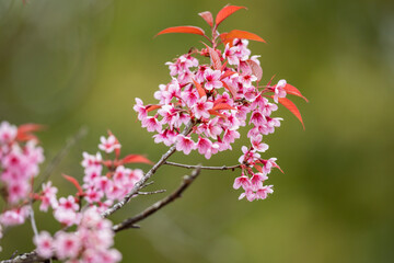 Soft Pink Cherry Blossoms in Spring