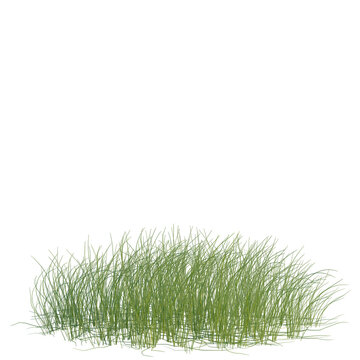 Eleocharis parvula tree, front view, cutout, transparent background, isolate, Elevation, Green grass texture, seamless pattern. Vector illustration of meadow, lawn, field, turf, lawn care