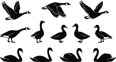 WebVector illustration of waterfowl silhouettes including geese, ducks and swans in flying, standing and swimming poses, © Md