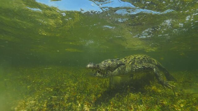 Banco Chinchorro, a unique atoll off Mexico's Yucatan Peninsula.underwater extreme closeup shot of the American crocodile (Crocodylus acutus)