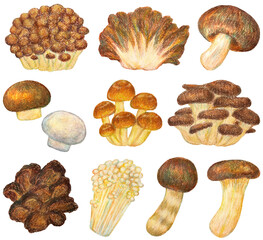 いろいろなキノコのイラストセット オイルパステル画