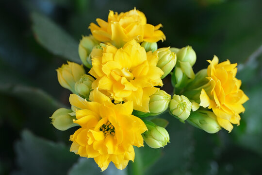 Blooming yellow flowers of Kalanchoe tropical succulent plant in close-up