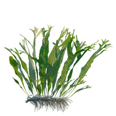 Microsorum pteropus windelov tree, front view, cutout, transparent background, isolate, Elevation, Detailed closeup of vibrant green seaweed underwater, perfect for aquatic or marine designs. © Peter Hai