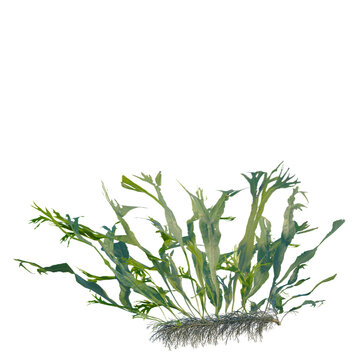 Microsorum pteropus windelov tree, front view, cutout, transparent background, isolate, Elevation, Detailed close-up of lush green ferns and foliage with intricate leaf patterns and textures.