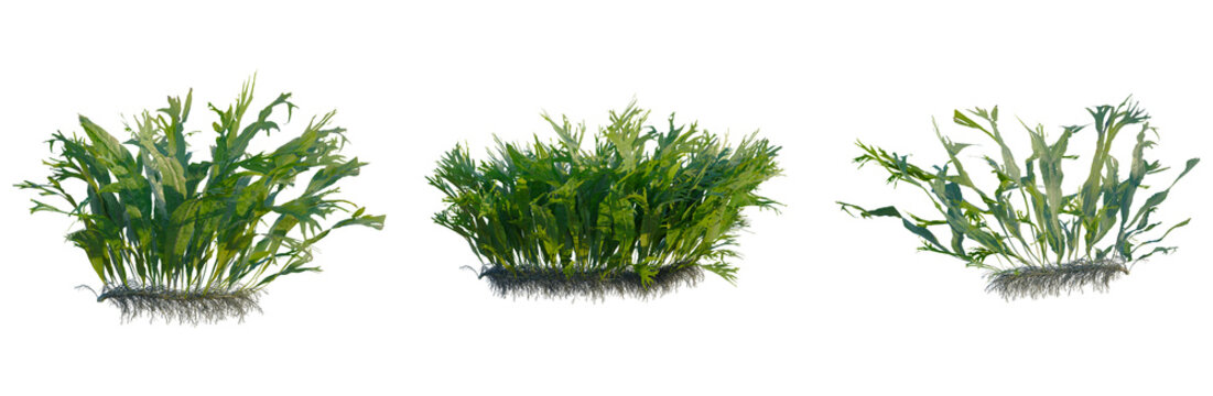 Microsorum pteropus windelov tree, front view, cutout, transparent background, isolate, Elevation, Detailed underwater seaweed with roots, vibrant marine plant life for nature and science background.