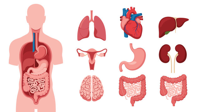 Comprehensive diagram of the human torso displays internal organs including the heart, lungs, liver, stomach, and intestines.