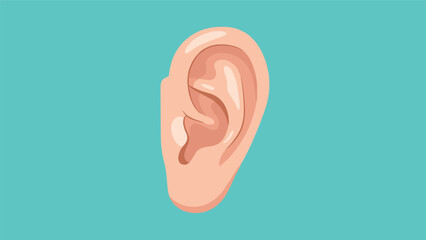 Anatomical medical illustration of a human ear against a solid teal background highlighting its detailed external structure.