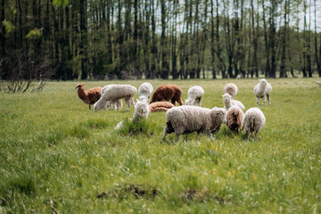 Naklejka premium A herd of alpacas in a meadow: fluffy faces, grass, trees in the background