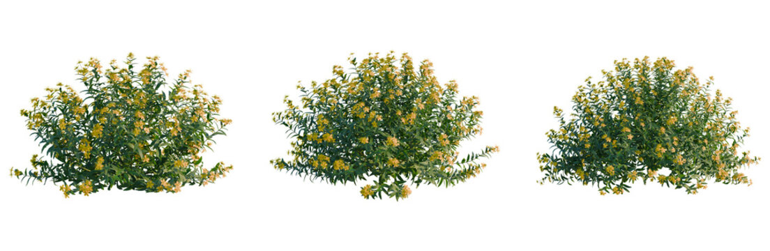 Hypericum monogynum tree, elevation, front view, cutout, transparent background, isolate, Lush Green Fern Leaves with Delicate Details - High-Resolution Nature Background