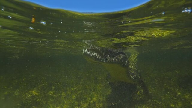 Banco Chinchorro, a unique atoll off Mexico's Yucatan Peninsula.underwater extreme closeup shot of the American crocodile (Crocodylus acutus)