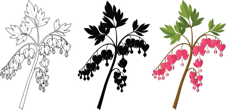 Collection of Bleeding Heart flower illustrations including line art silhouette and color vector perfect for botanical designs and nature themes