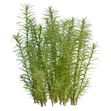 Rotala rotundifolia tree, front view, cutout, transparent background, isolate, Elevation, Detailed close-up of lush green pine needles with texture and rich color, detailed, nature