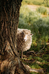 A sheep with thick wool stands near a tree in a meadow