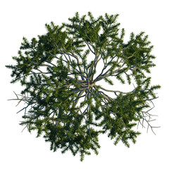 Naklejka premium Pinus tabuliformis tree plan, top view, cutout, transparent background, isolate, Detailed close-up of a pine tree branch with needles and pine cones