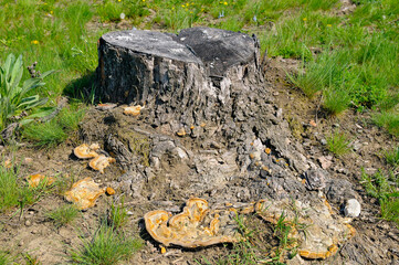 Obraz premium Old weathered tree stump with tinder fungus in a green meadow