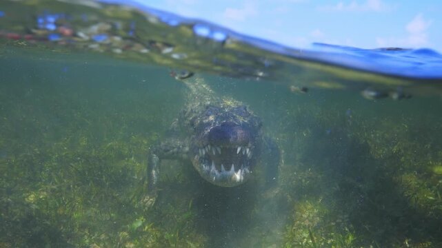 Banco Chinchorro, a unique atoll off Mexico's Yucatan Peninsula.underwater extreme closeup shot of the American crocodile (Crocodylus acutus)