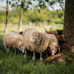 Sheep huddle against a tree in a meadow: fluffy, cozy, green background