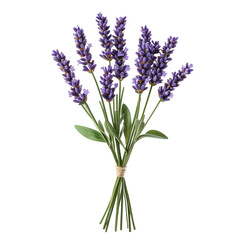 Obraz premium Lavender Flower Isolated on White Background