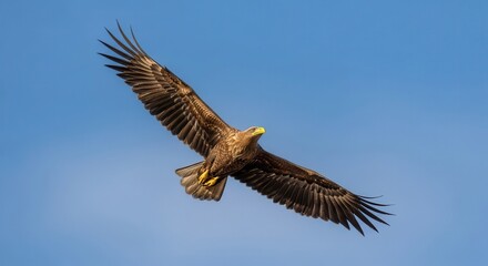 Fototapeta premium Large raptor with widely spread wings soars high against a clear azure atmosphere