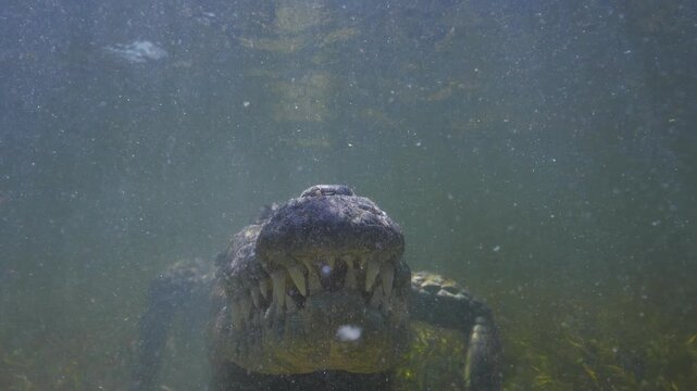 Banco Chinchorro, a unique atoll off Mexico's Yucatan Peninsula.underwater extreme closeup shot of the American crocodile (Crocodylus acutus)