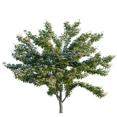 Obraz premium Bothrocaryum controversum tree, elevation, front view, cutout, transparent background, isolate, Detailed aerial view of a lush green tree with vibrant foliage