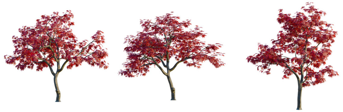 Acer palmatum tree, elevation, front view, cutout, transparent background, isolate, Vibrant Autumn Maple Tree Foliage, Detailed Branch Structure, Natural Beauty, Fall Colors, Scenic View