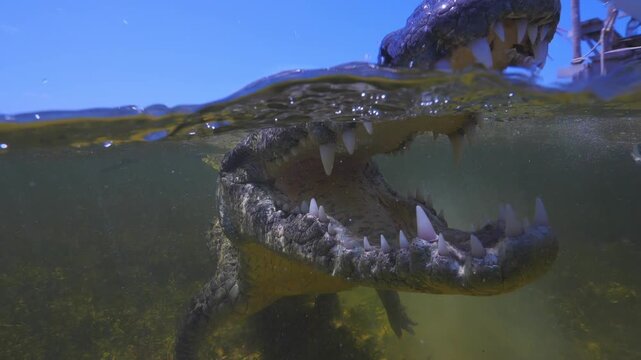 Banco Chinchorro, a unique atoll off Mexico's Yucatan Peninsula.underwater extreme closeup shot of the American crocodile (Crocodylus acutus)