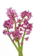 Delikatne kwiaty hiacyntów izolowane na białym tle © Elżbieta Kaps