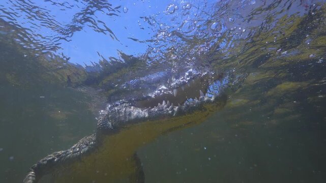 Banco Chinchorro, a unique atoll off Mexico's Yucatan Peninsula.underwater extreme closeup shot of the American crocodile (Crocodylus acutus)