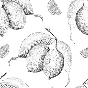 Seamless lemon pattern with hand-drawn lemons, leaves, branches and lemon slice. Vintage botanical black and white illustration in engraved style, elegant citrus design for wallpaper, textiles and pac
